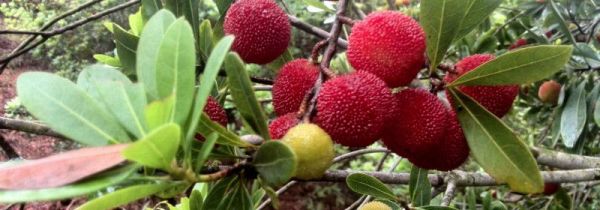 杨梅能放冰箱多久