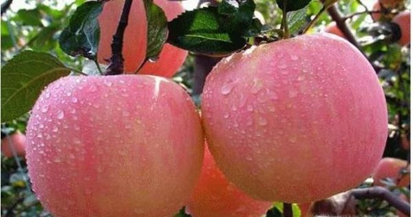 什么月份该吃什么水果？