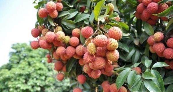 什么月份该吃什么水果？