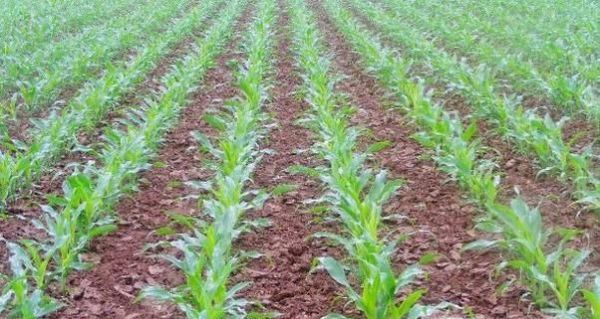 玉米生长的全过程