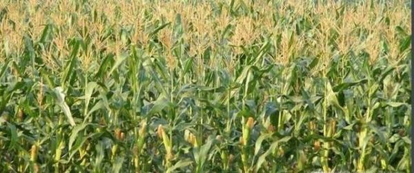 玉米生长的全过程
