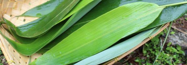 粽叶可以放冰箱冷冻吗