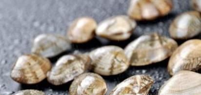 花甲怎么去沙子？