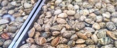 花甲怎么去沙子？