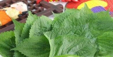 苏子叶怎么保存