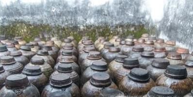 苏子叶怎么保存