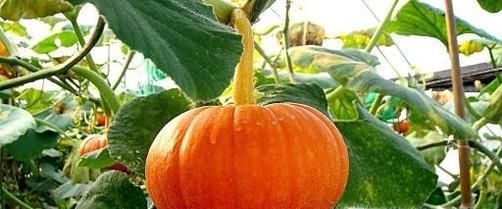 自然阳光：南瓜和什么食物相克呢？