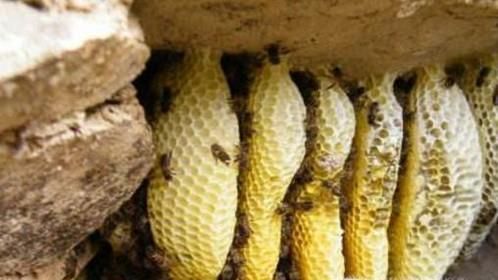 土蜂蜜与普通蜂蜜的区别？