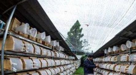 土蜂蜜与普通蜂蜜的区别？