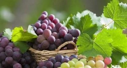 正确的清洗葡萄的方法