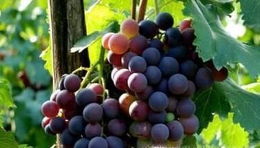 正确的清洗葡萄的方法