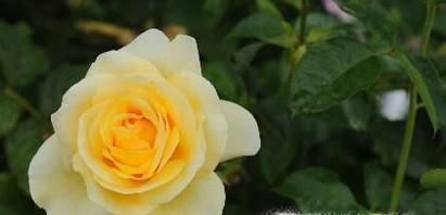 如何区分黄玫瑰和香槟玫瑰?