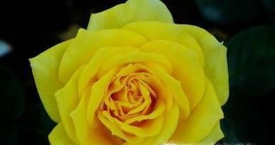 如何区分黄玫瑰和香槟玫瑰?