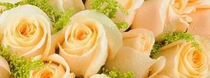 如何区分黄玫瑰和香槟玫瑰?