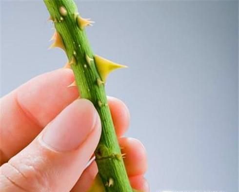 业余情人节卖花小经验