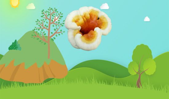 太岁是什么东西