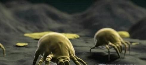 除螨虫的简单方法，如何除螨虫