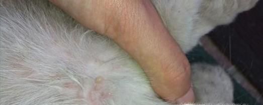 除螨虫的简单方法，如何除螨虫