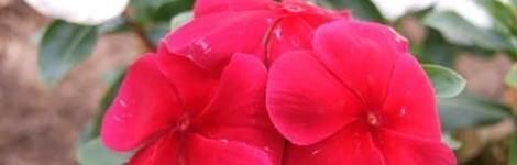 四季梅的养殖方法