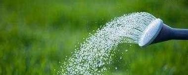 四季梅的养殖方法