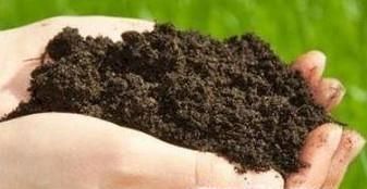 四季梅的养殖方法