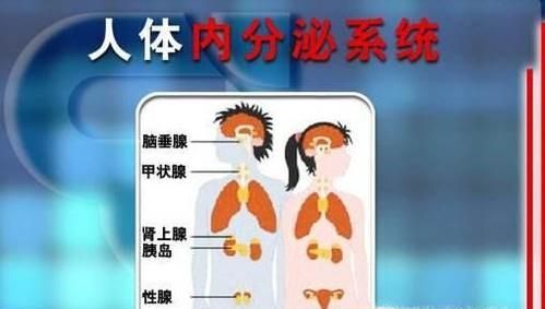 酵素粉的作用与功效