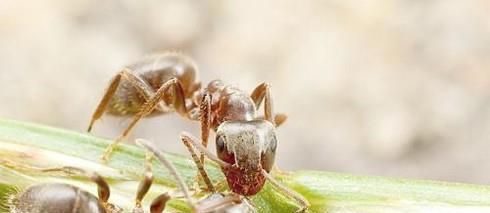 家里有蚂蚁怎么做能除根