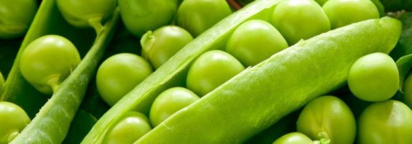 新鲜豌豆能发芽吗