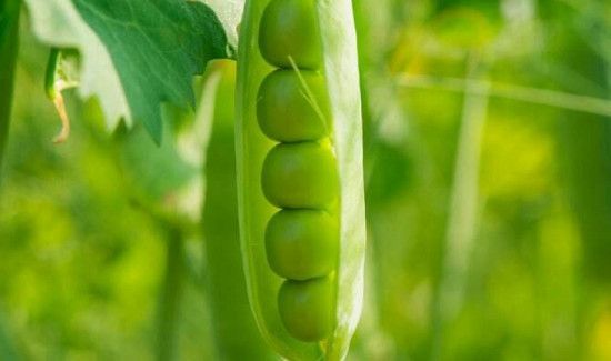 新鲜豌豆能发芽吗