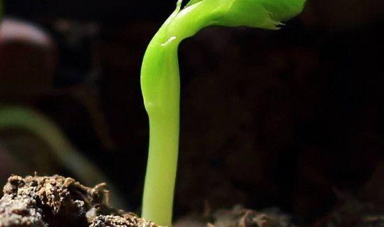 新鲜豌豆能发芽吗