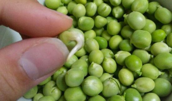 新鲜的豌豆出了点小芽能吃吗