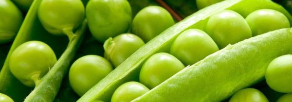 新鲜的豌豆出了点小芽能吃吗