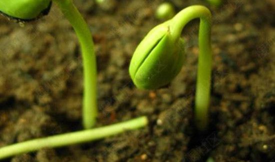 大豌豆发芽了还能吃吗