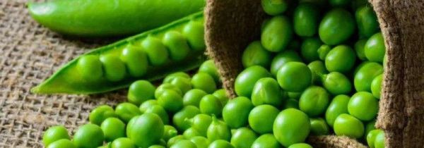 豌豆芽二次发芽还可以吃吗