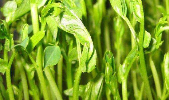 青豌豆发芽了怎么种