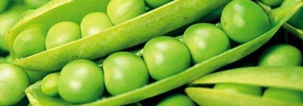 青豌豆发芽了怎么种