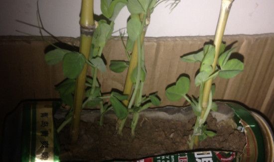 青豌豆发芽了怎么种