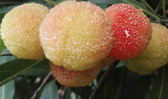 杨梅发霉长毛可以吃吗