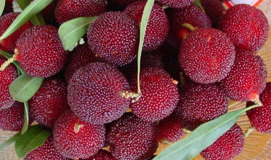 杨梅发霉长毛可以吃吗