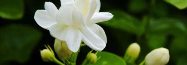 开放式庭院怎么防蚊虫