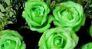 绿玫瑰代表什么绿玫瑰花语是什么