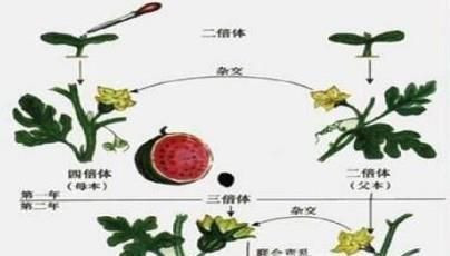 无籽西瓜是怎样种出来的