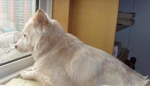 狗狗眼中的世界是怎样的