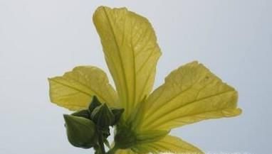 丝瓜不开花怎么办