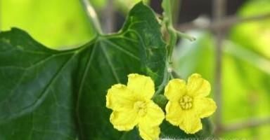 丝瓜不开花怎么办