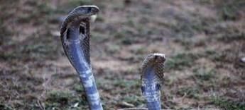 地震有哪些征兆