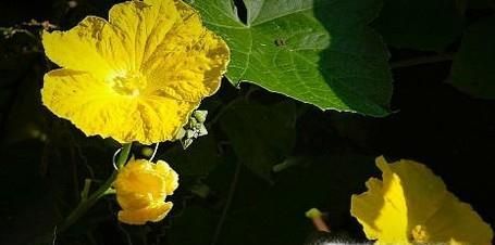 丝瓜不开花怎么办