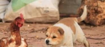 地震有哪些征兆