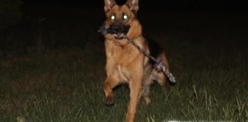 狗狗眼中的世界是怎样的