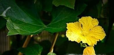 丝瓜不开花怎么办